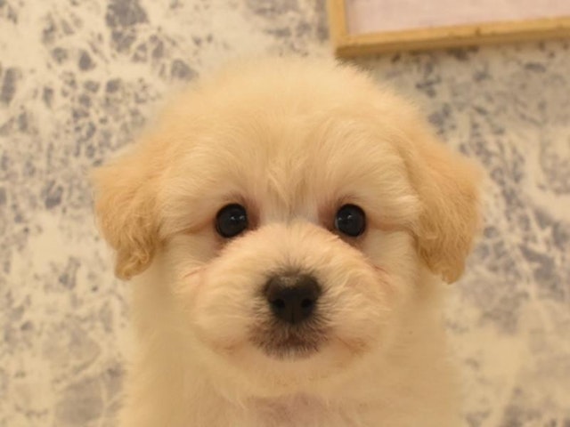 神奈川県のハーフ犬 (ペッツワン相模原愛川インター店/2024年3月9日生まれ/男の子/アプリコット)の子犬